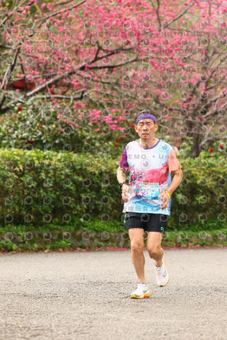 2026左岸竹東櫻花馬拉松Zhudong Sakura Marathon