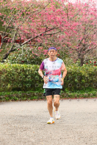 2026左岸竹東櫻花馬拉松Zhudong Sakura Marathon