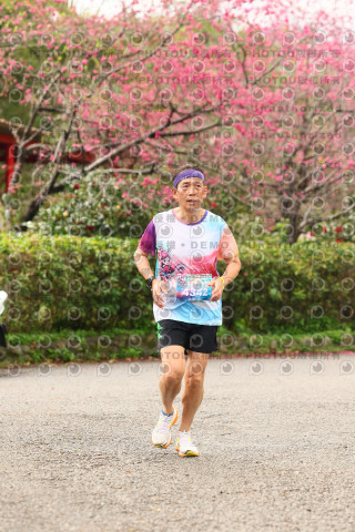 2026左岸竹東櫻花馬拉松Zhudong Sakura Marathon
