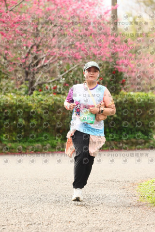 2026左岸竹東櫻花馬拉松Zhudong Sakura Marathon