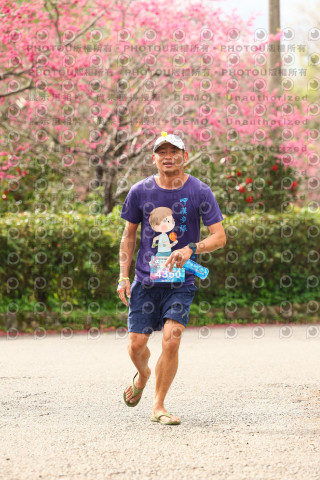 2026左岸竹東櫻花馬拉松Zhudong Sakura Marathon