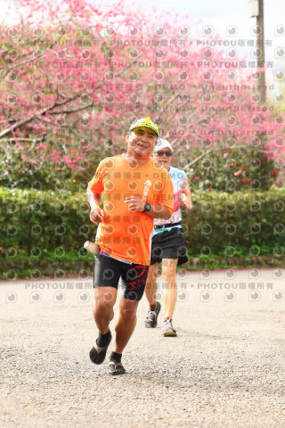 2026左岸竹東櫻花馬拉松Zhudong Sakura Marathon
