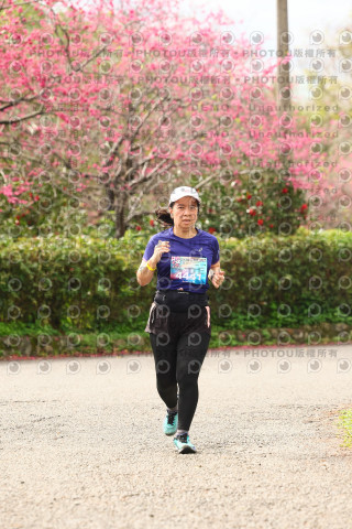 2026左岸竹東櫻花馬拉松Zhudong Sakura Marathon