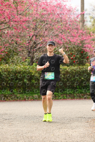 2026左岸竹東櫻花馬拉松Zhudong Sakura Marathon