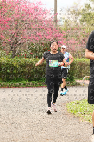 2026左岸竹東櫻花馬拉松Zhudong Sakura Marathon