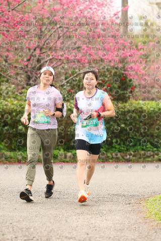 2026左岸竹東櫻花馬拉松Zhudong Sakura Marathon