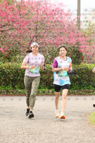 2026左岸竹東櫻花馬拉松Zhudong Sakura Marathon