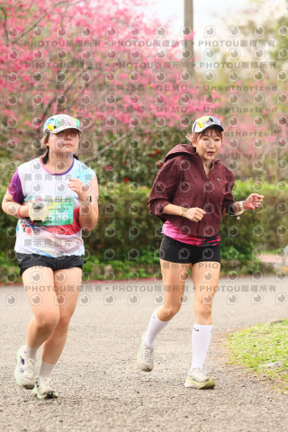 2026左岸竹東櫻花馬拉松Zhudong Sakura Marathon