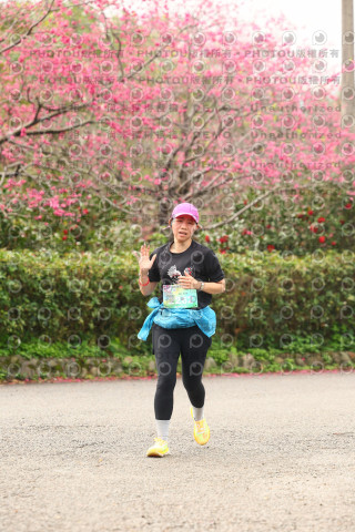 2026左岸竹東櫻花馬拉松Zhudong Sakura Marathon