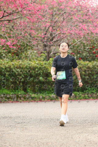 2026左岸竹東櫻花馬拉松Zhudong Sakura Marathon