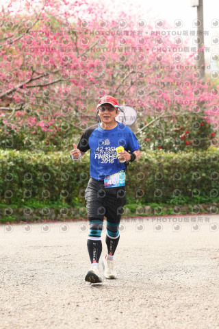 2026左岸竹東櫻花馬拉松Zhudong Sakura Marathon
