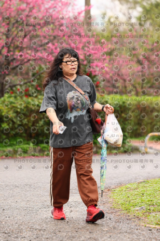 2026左岸竹東櫻花馬拉松Zhudong Sakura Marathon