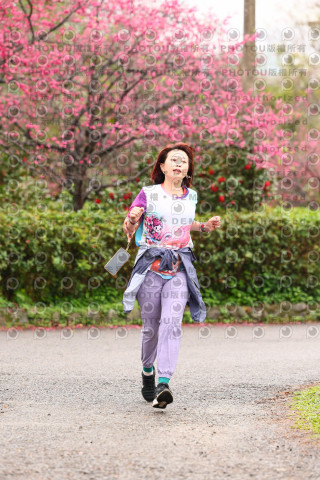 2026左岸竹東櫻花馬拉松Zhudong Sakura Marathon
