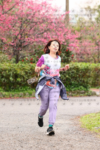 2026左岸竹東櫻花馬拉松Zhudong Sakura Marathon