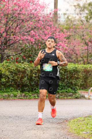 2026左岸竹東櫻花馬拉松Zhudong Sakura Marathon