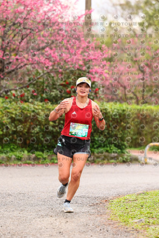 2026左岸竹東櫻花馬拉松Zhudong Sakura Marathon
