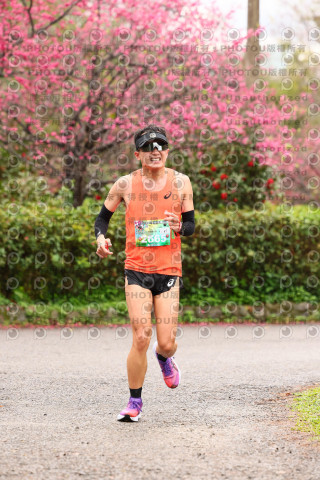 2026左岸竹東櫻花馬拉松Zhudong Sakura Marathon