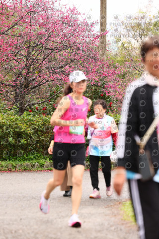 2026左岸竹東櫻花馬拉松Zhudong Sakura Marathon