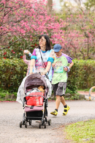 2026左岸竹東櫻花馬拉松Zhudong Sakura Marathon
