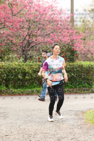 2026左岸竹東櫻花馬拉松Zhudong Sakura Marathon