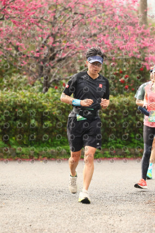 2026左岸竹東櫻花馬拉松Zhudong Sakura Marathon