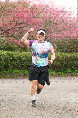 2026左岸竹東櫻花馬拉松Zhudong Sakura Marathon