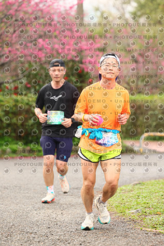 2026左岸竹東櫻花馬拉松Zhudong Sakura Marathon
