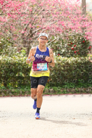 2026左岸竹東櫻花馬拉松Zhudong Sakura Marathon