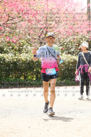 2026左岸竹東櫻花馬拉松Zhudong Sakura Marathon