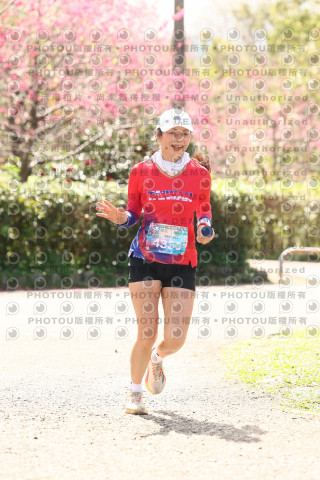 2026左岸竹東櫻花馬拉松Zhudong Sakura Marathon