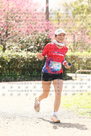 2026左岸竹東櫻花馬拉松Zhudong Sakura Marathon