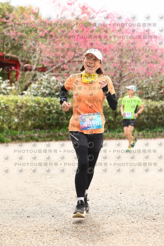 2026左岸竹東櫻花馬拉松Zhudong Sakura Marathon