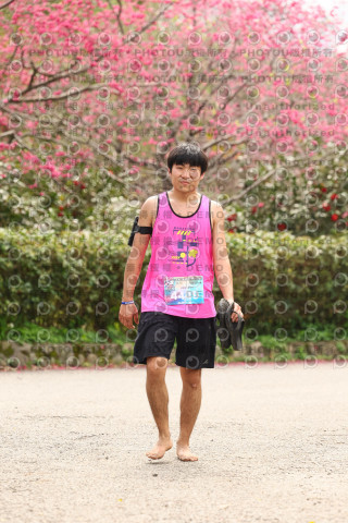2026左岸竹東櫻花馬拉松Zhudong Sakura Marathon